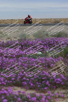 media/Jan-14-2023-SoCal Trackdays (Sat) [[497694156f]]/Turn 14 Exit Bloomig (145pm)/